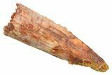 Juvenile Fossil Spinosaurus Tooth - Real Dinosaur Tooth #354838-1